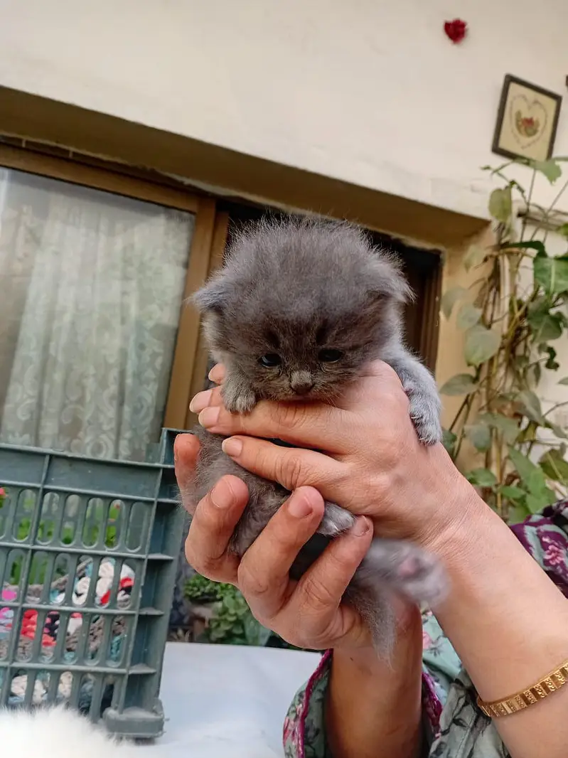 White/grey Persian kittens — photo 7