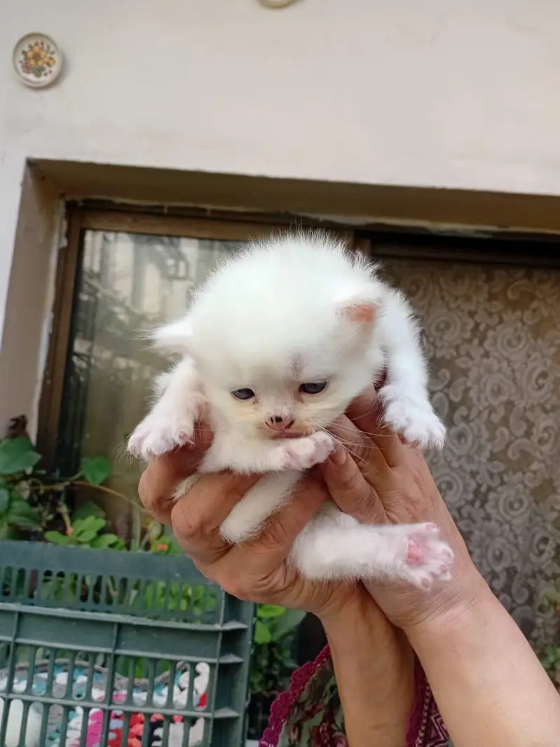 White/grey Persian kittens — photo 8