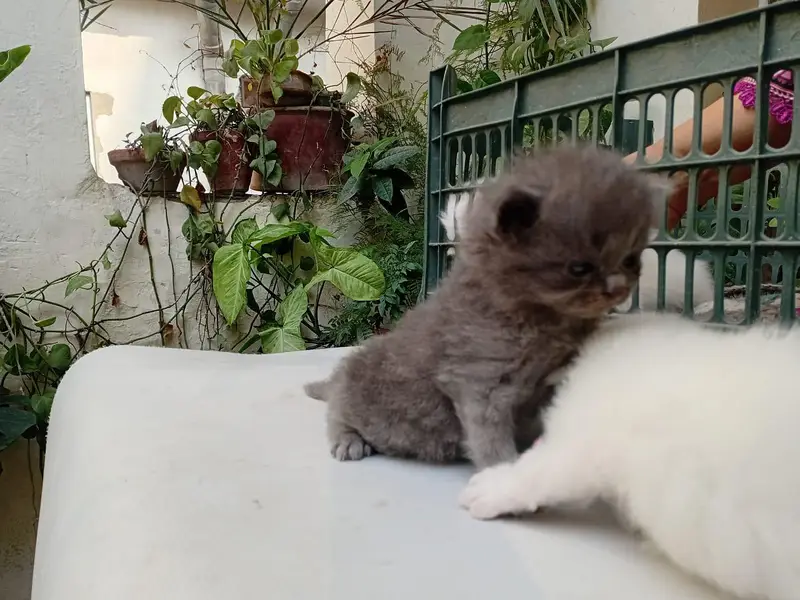 White/grey Persian kittens — photo 9