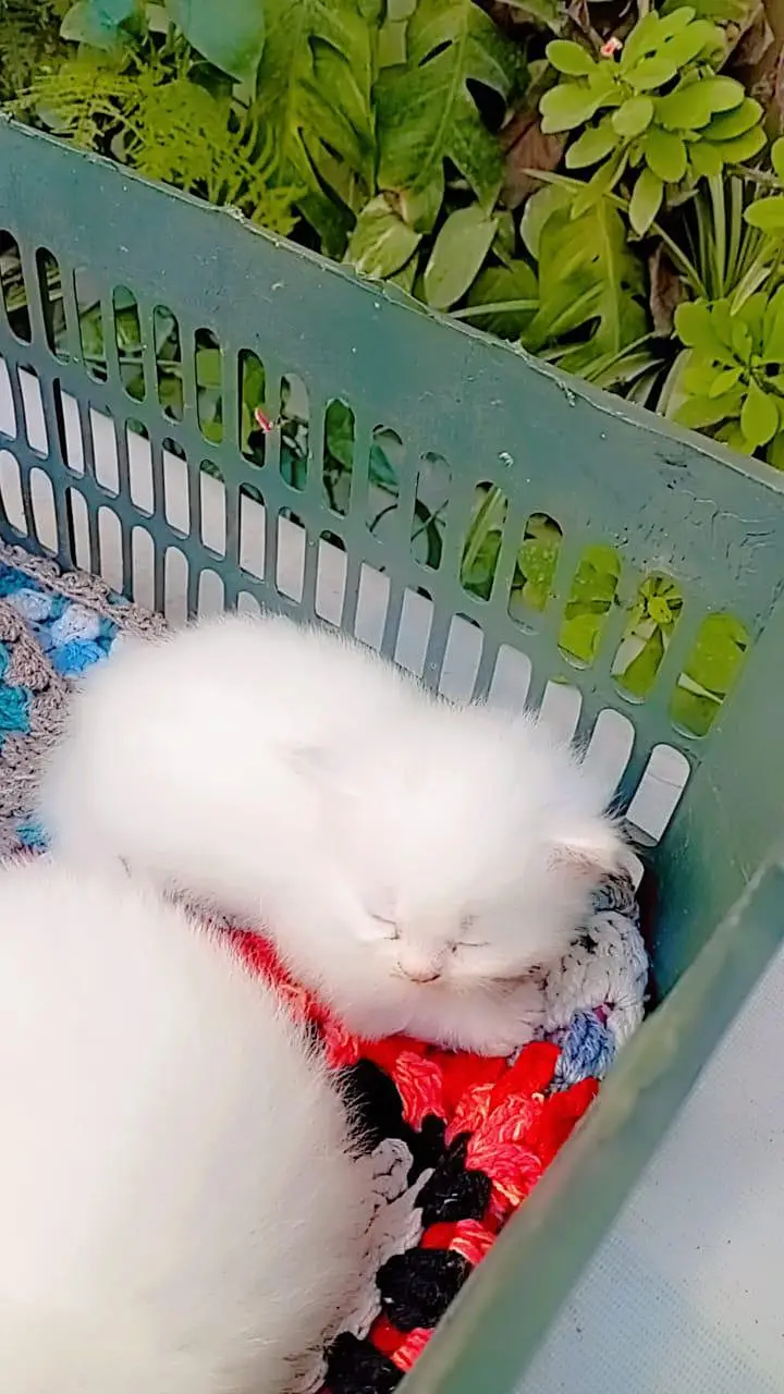 White/grey Persian kittens — photo 10