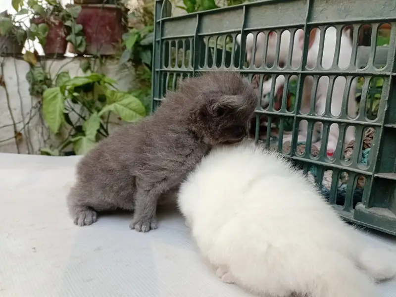 White/grey Persian kittens — photo 11