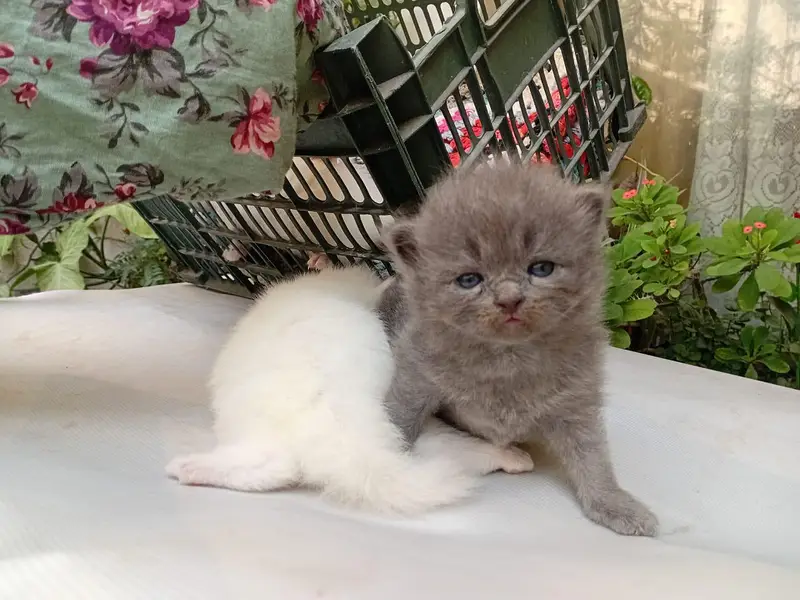 White/grey Persian kittens — photo 12