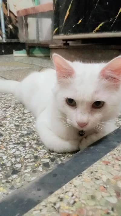 Fluffy Cat