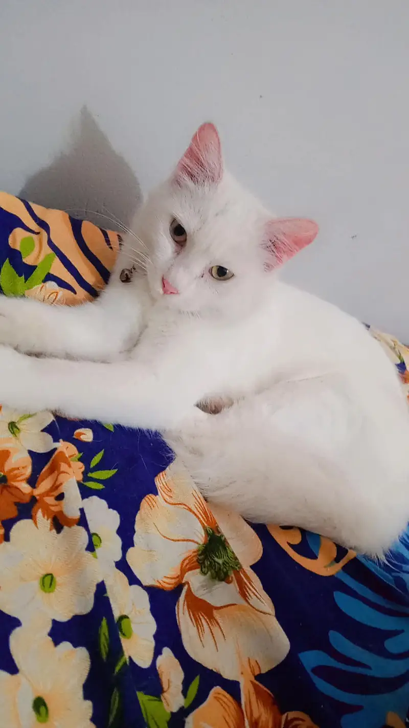 Fluffy Cat — photo 2