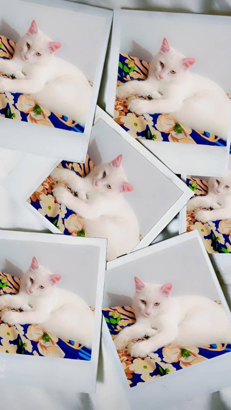 Fluffy Cat 2