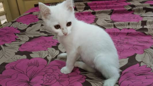 cat for sale