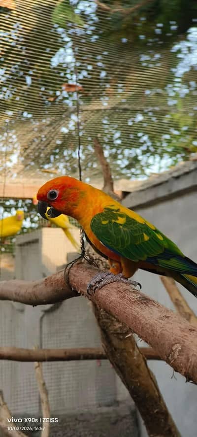 sun conure female
