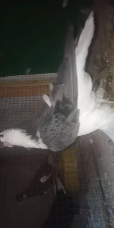 watsap no 03034379963. all for sale exchange possible other birds