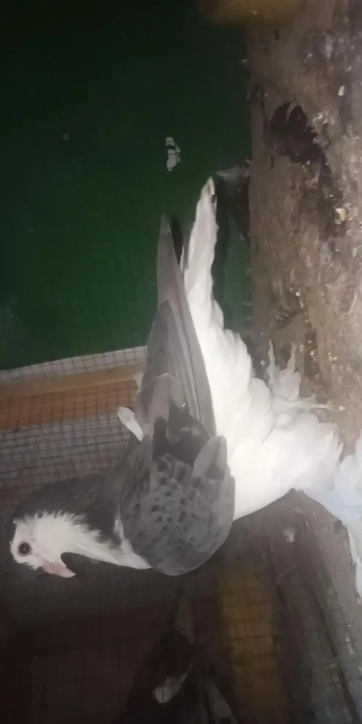 watsap no 03034379963. all for sale exchange possible other birds — photo 2
