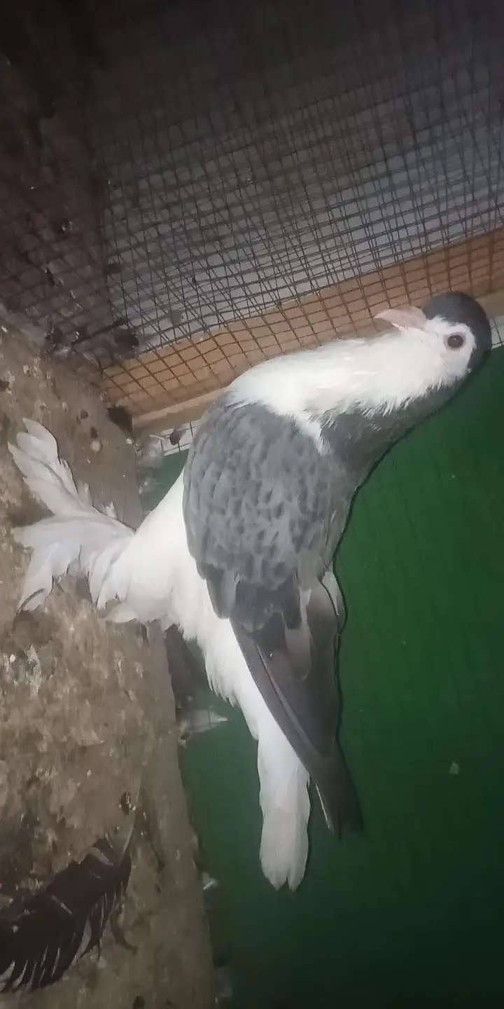 watsap no 03034379963. all for sale exchange possible other birds — photo 3