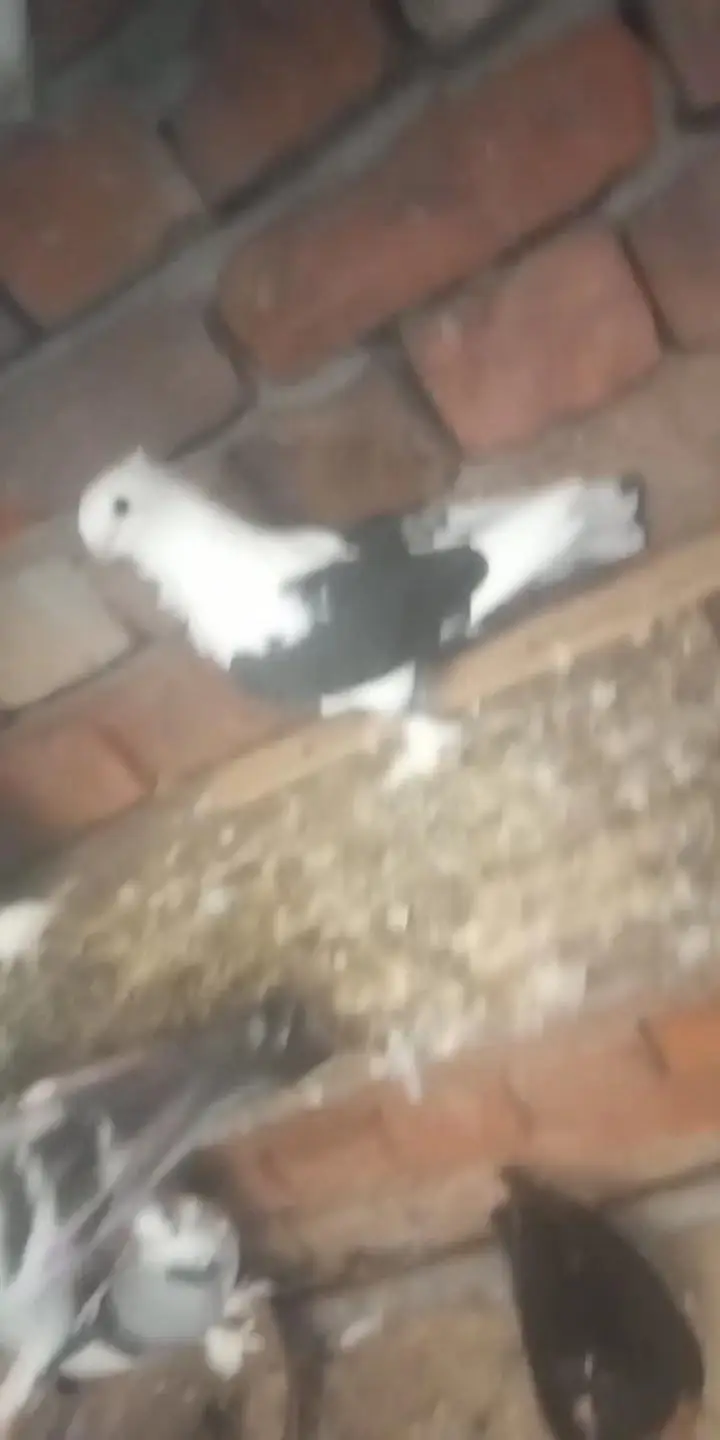 watsap no 03034379963. all for sale exchange possible other birds — photo 4