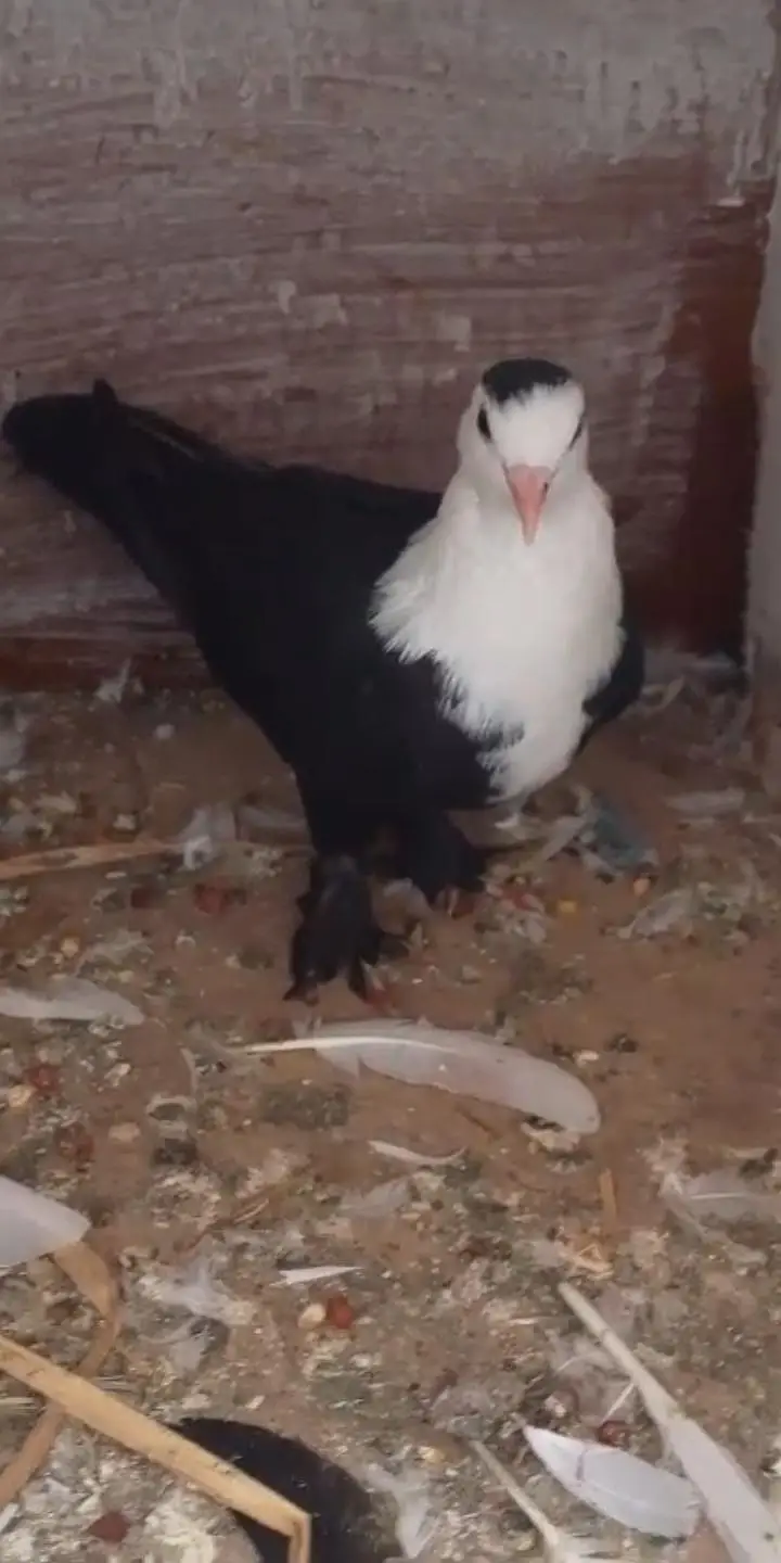 watsap no 03034379963. all for sale exchange possible other birds — photo 5