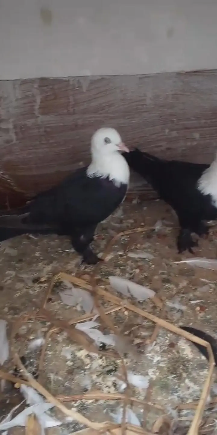 watsap no 03034379963. all for sale exchange possible other birds — photo 6