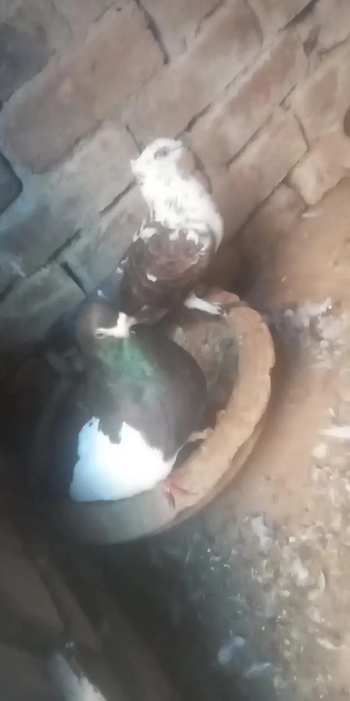 watsap no 03034379963. all for sale exchange possible other birds — photo 7
