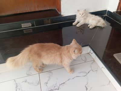 persian cats pair