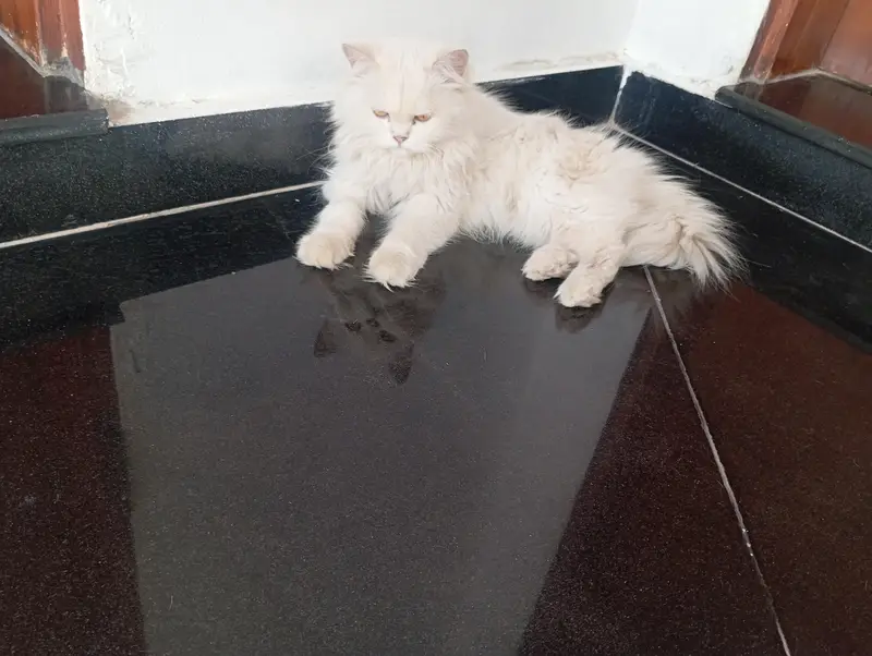 persian cats pair — photo 3