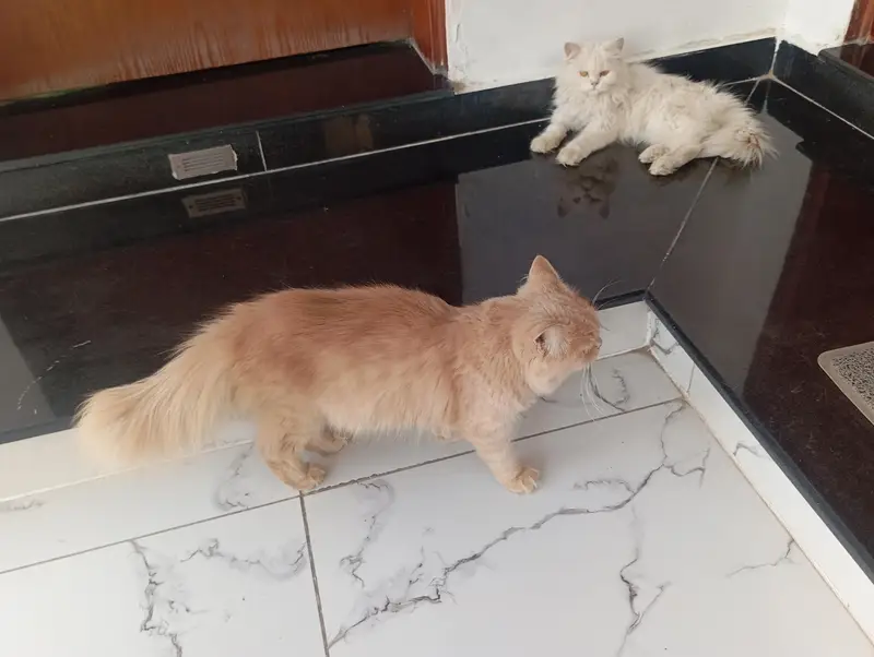 persian cats pair — photo 4