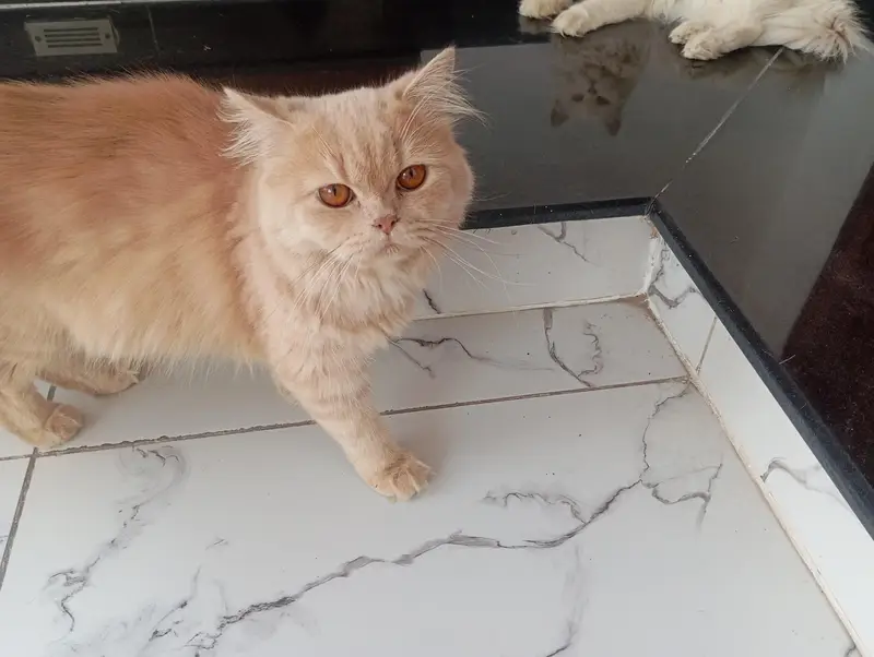 persian cats pair — photo 6