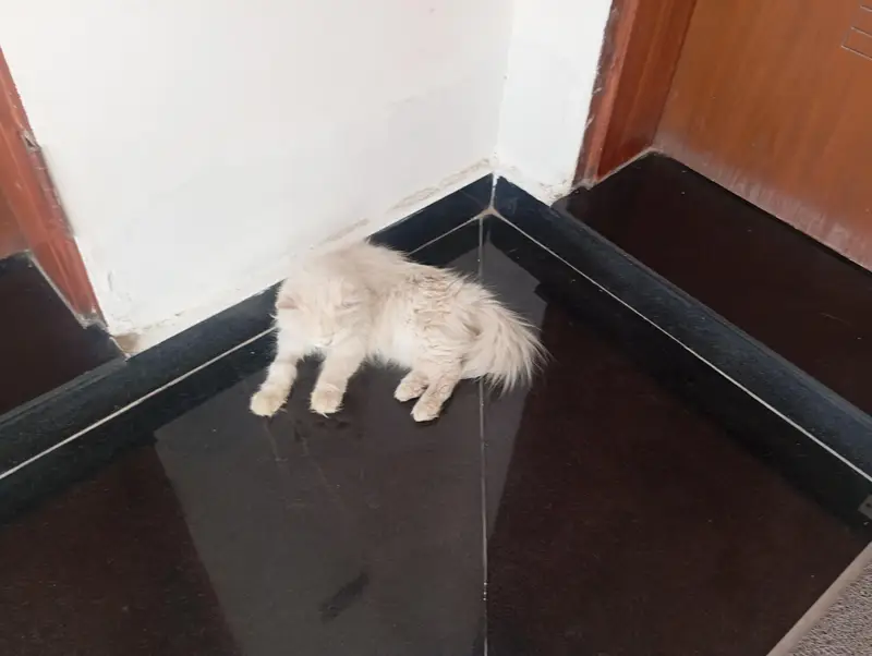 persian cats pair — photo 7
