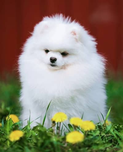 Pomeranian Puppies | Teacup pomeranian Puppy For Sale