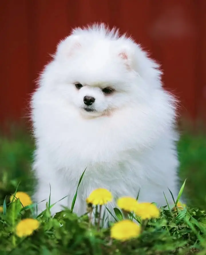 Pomeranian Puppies | Teacup pomeranian Puppy For Sale
