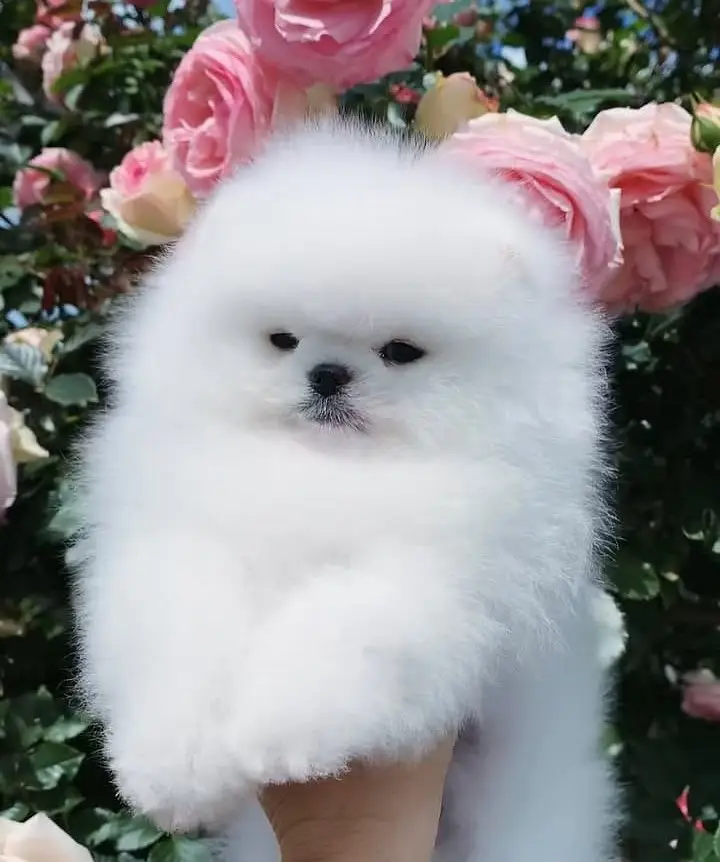 Pomeranian Puppies | Teacup pomeranian Puppy For Sale — photo 2