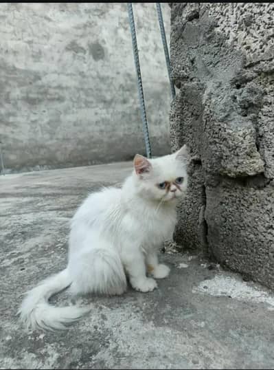 persion Extreme puch face cate triple cote ma ha full long hair fm