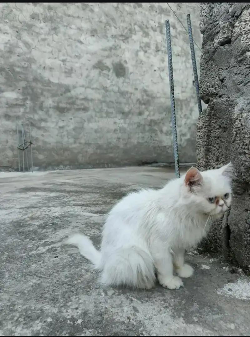 persion Extreme puch face cate triple cote ma ha full long hair fm — photo 3