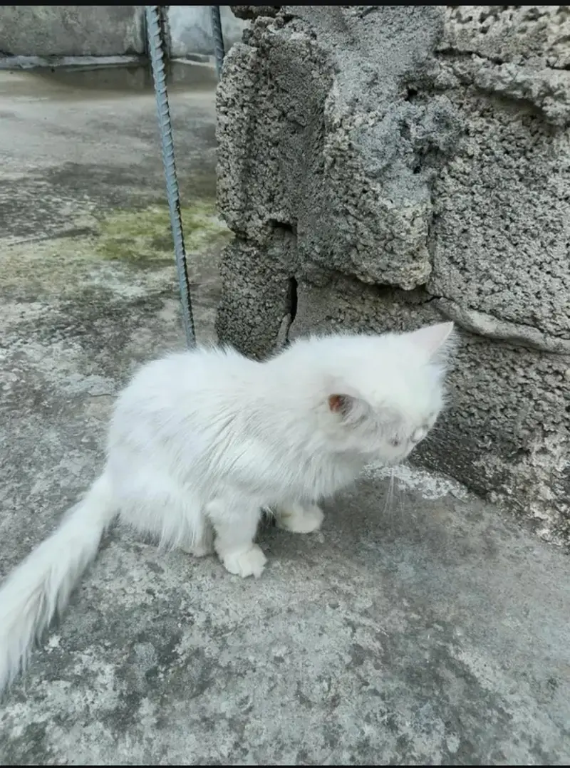 persion Extreme puch face cate triple cote ma ha full long hair fm — photo 5