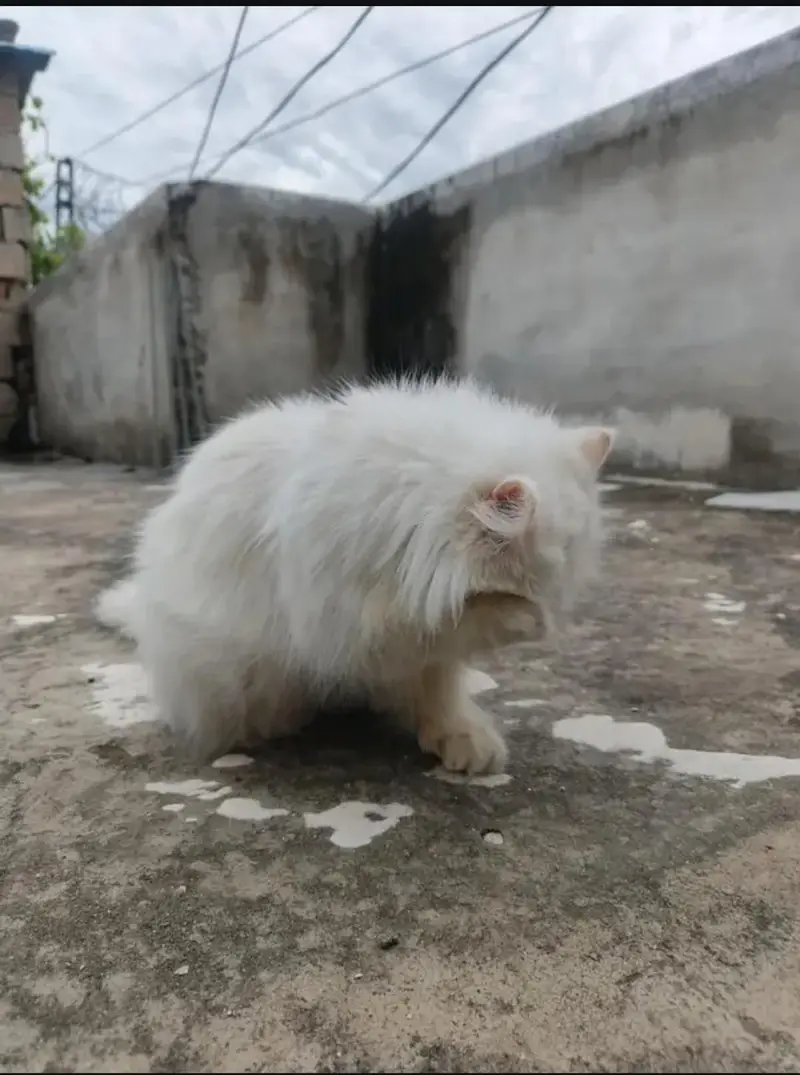 persion Extreme puch face cate triple cote ma ha full long hair fm — photo 9