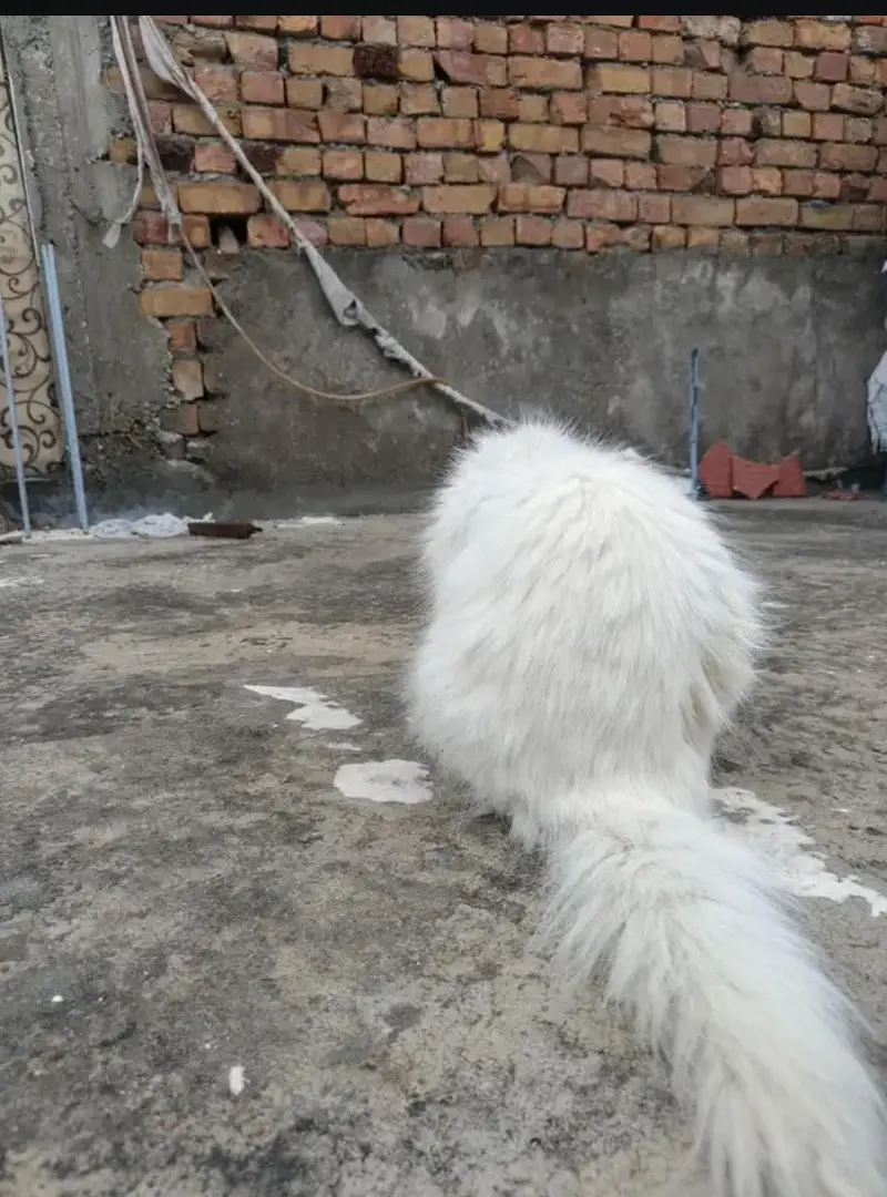 persion Extreme puch face cate triple cote ma ha full long hair fm — photo 10
