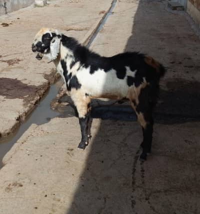 donda Bakra for sale