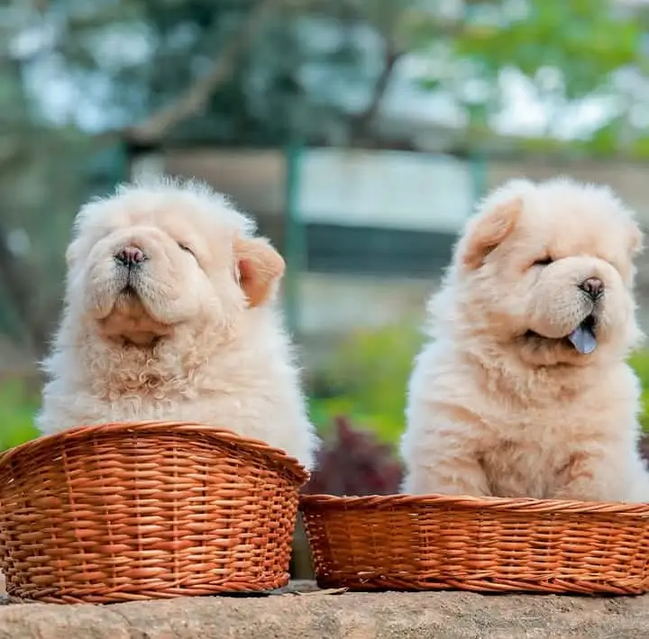 Chow Chow Pupps | Chow Chow Dogs | Chow Chow Dog pupps For Sale — photo 2