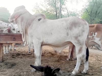 Brahman|son of stilan brahman574/20| calf | bachra| cowboy