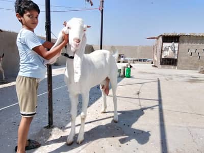 gulabi bakri