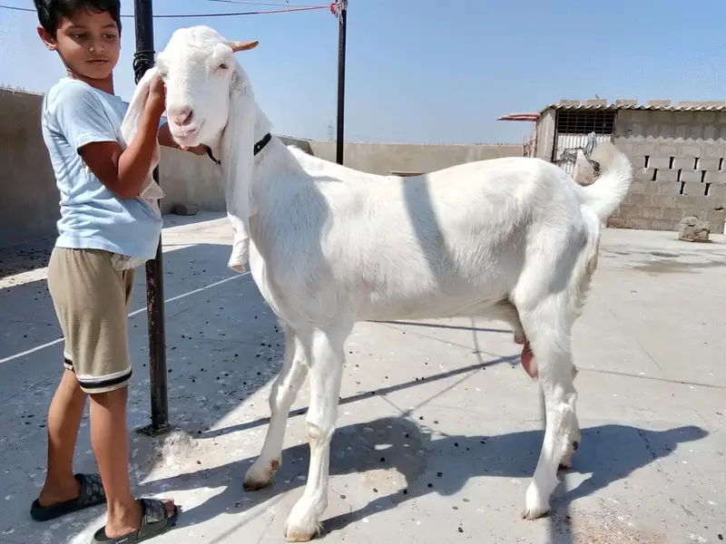 gulabi bakri — photo 2