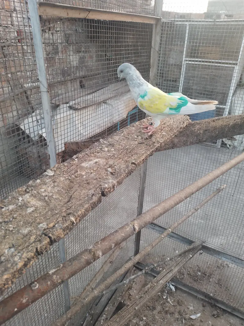 breeder khakhi female — photo 2