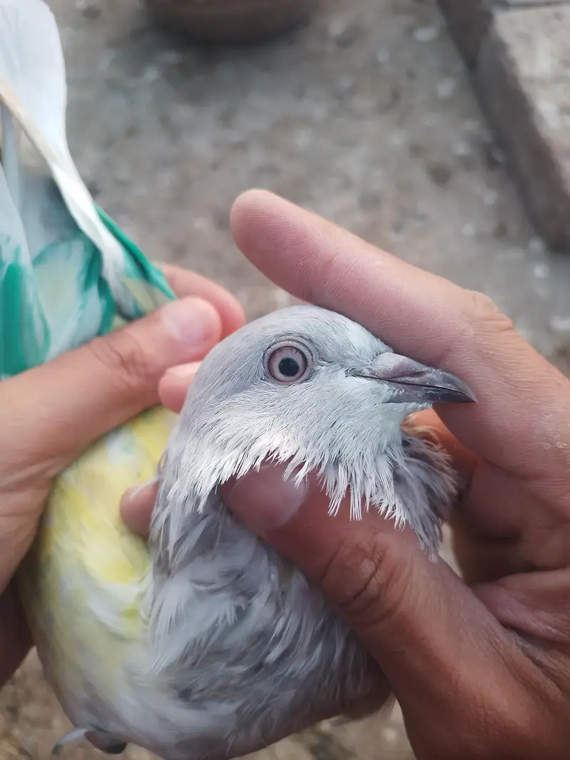 breeder khakhi female — photo 3