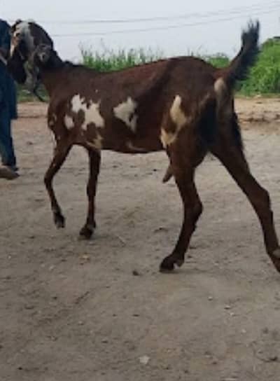 female gaban 03219248458