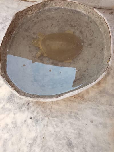 turtle for sale