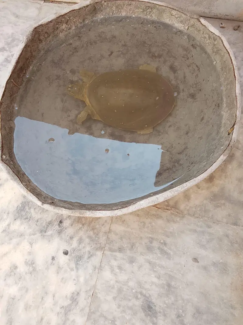 turtle for sale