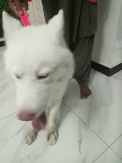 male Siberian husky for sale