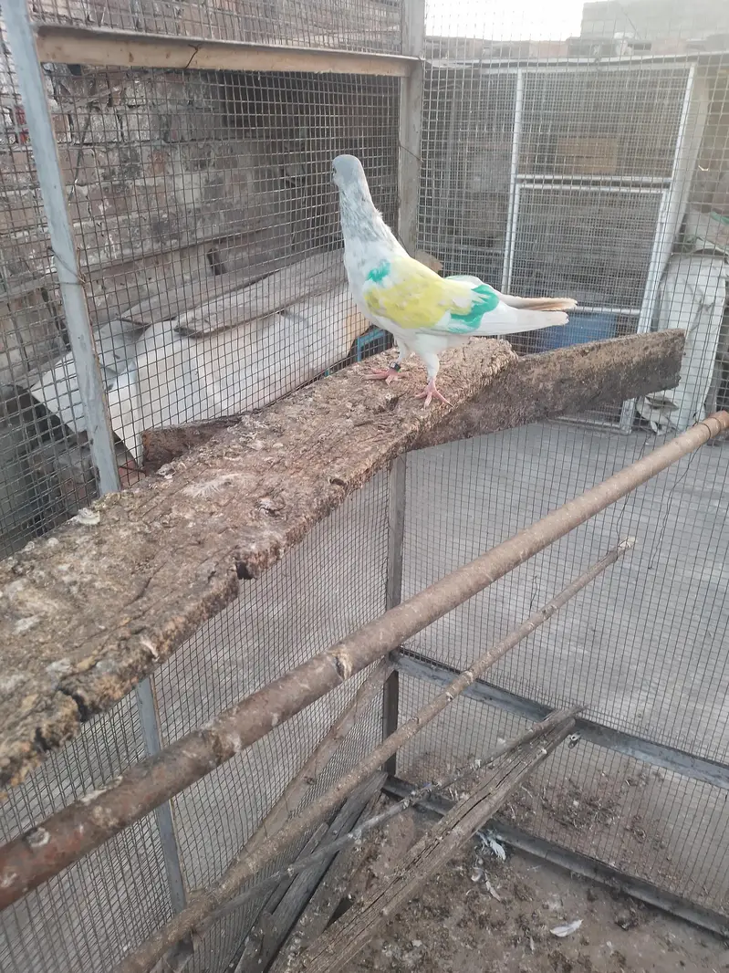 breeder khakhi female — photo 4