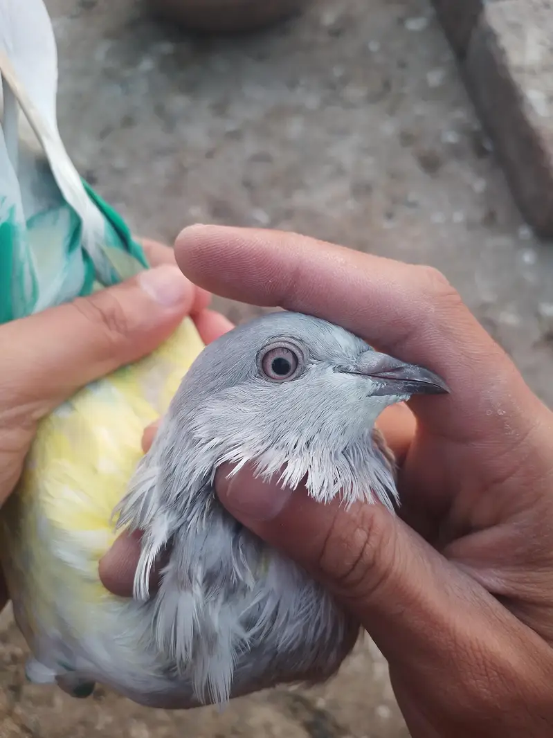 breeder khakhi female — photo 5