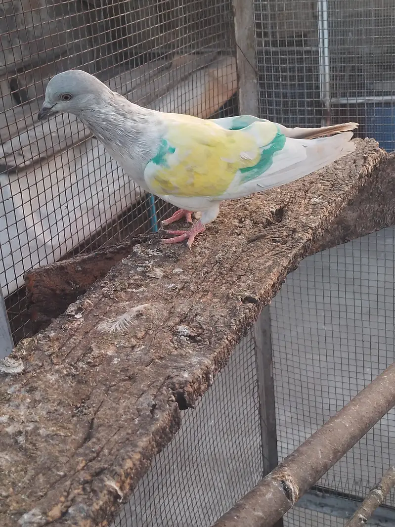 breeder khakhi female — photo 6