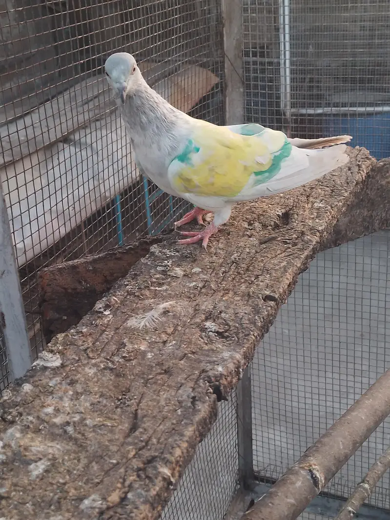 breeder khakhi female — photo 7