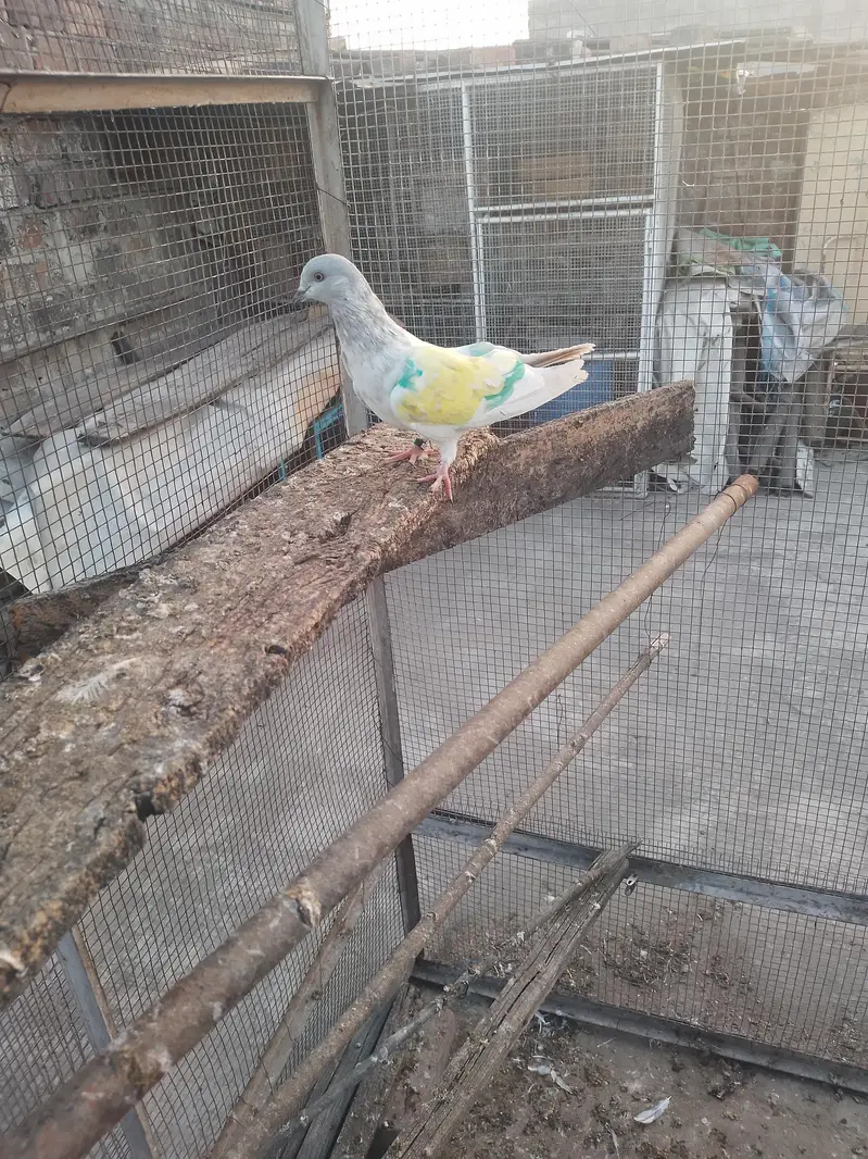 breeder khakhi female — photo 8