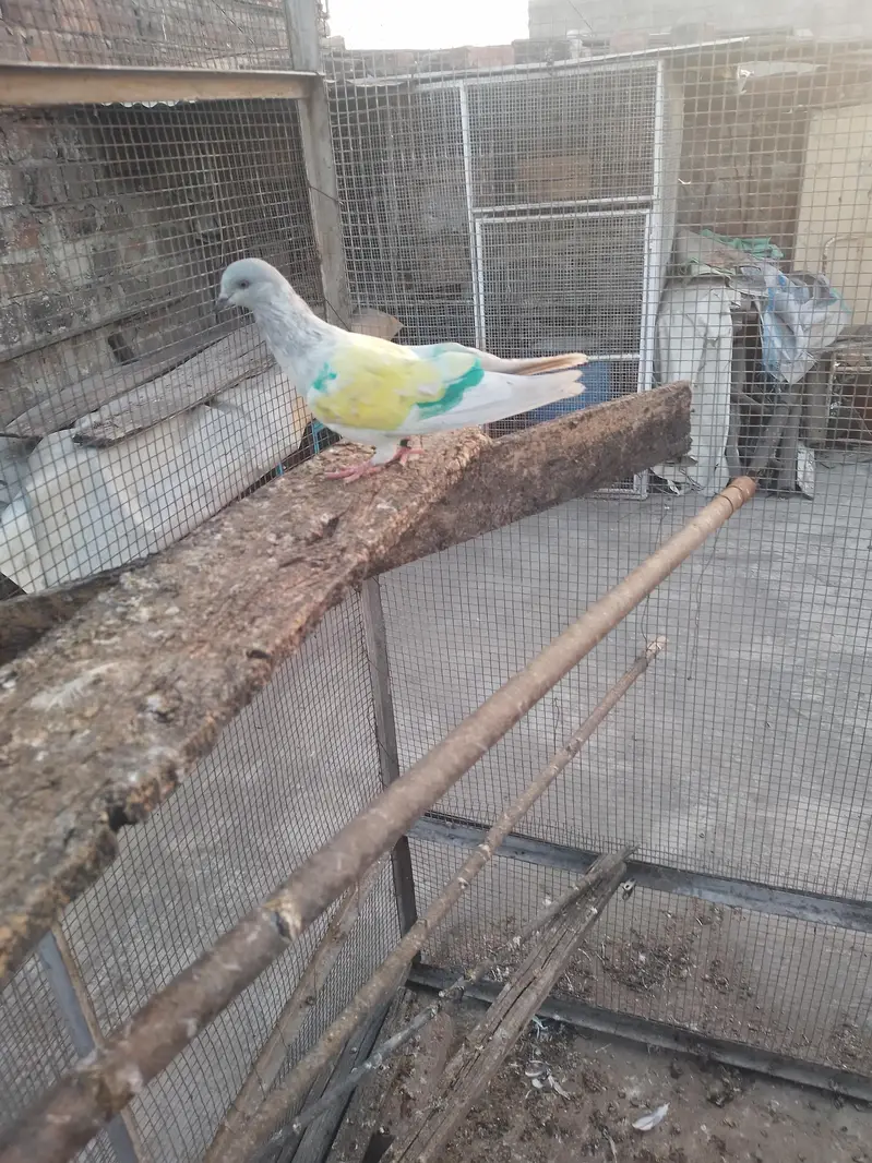 breeder khakhi female — photo 9