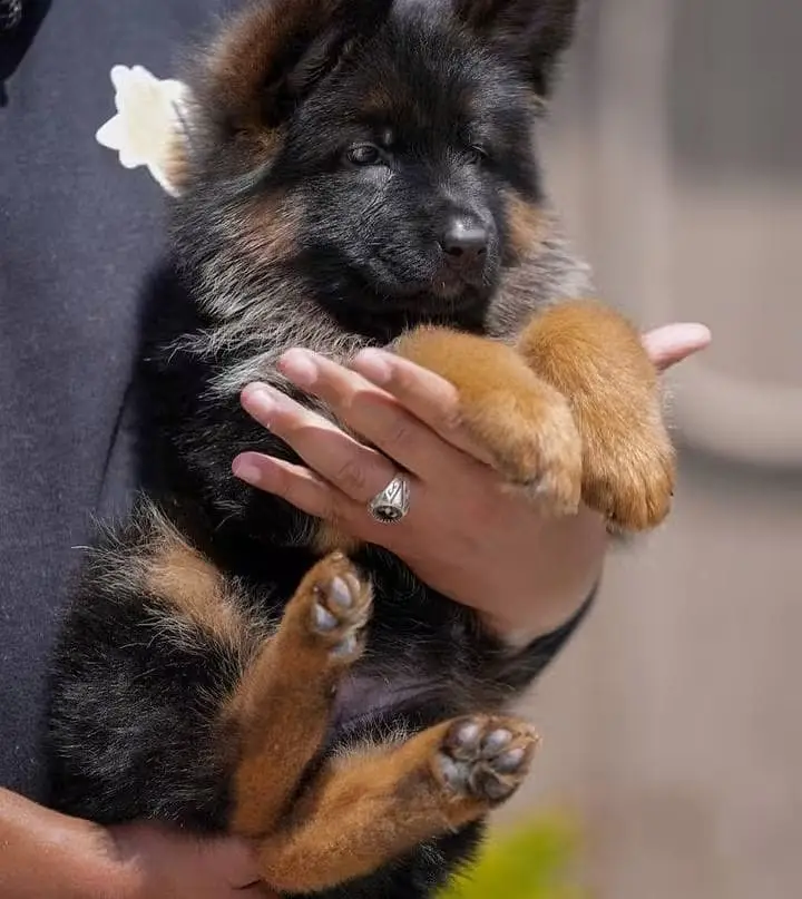 German shepherd Pupps | Long Coat German Pupps | Pupps For Sale | GSD — photo 5