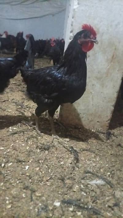 fyoumi, austrolop males apd pairs available male and fancy hens
